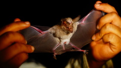 Macrotus waterhousii