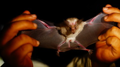 Macrotus waterhousii