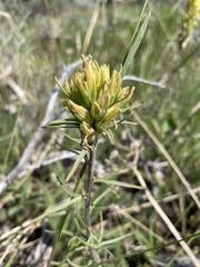 Castilleja cervina