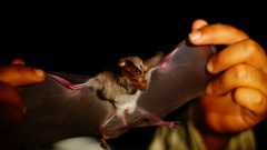 Macrotus waterhousii