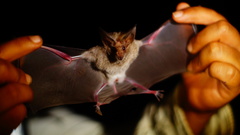 Macrotus waterhousii