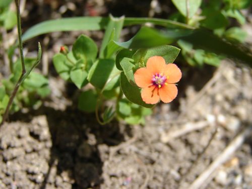 iNaturalist observation photo of scarlet pimpernel