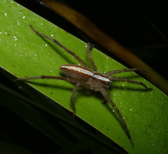Neoctenus