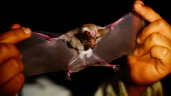 Macrotus waterhousii