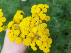 Lepidoptera