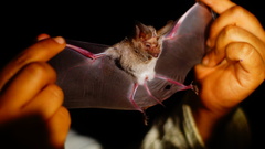 Macrotus waterhousii