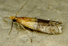 Moodna
