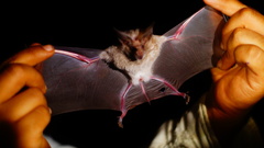 Macrotus waterhousii