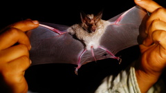 Macrotus waterhousii