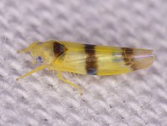 Empoa gillettei