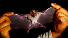 Macrotus waterhousii