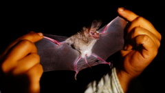 Macrotus waterhousii