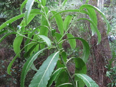 Melicytus lanceolatus