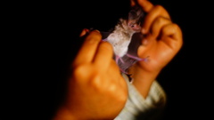 Macrotus waterhousii