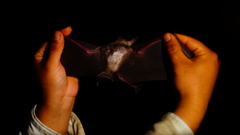 Macrotus waterhousii