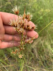Cladium mariscoides