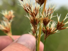 Cladium mariscoides