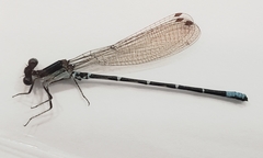 Argia sedula