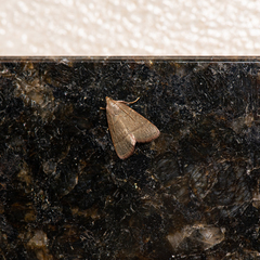 Hypsopygia nostralis