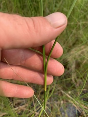 Cladium mariscoides