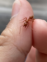 Camponotus hannani