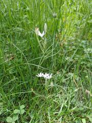 Anthericum