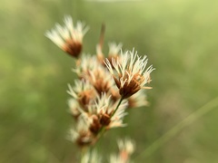 Cladium mariscoides