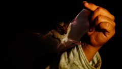 Macrotus waterhousii