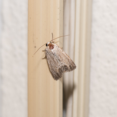 Catabenoides