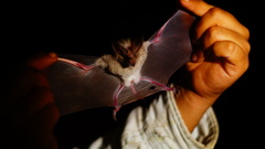 Macrotus waterhousii