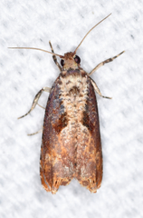 Episimus tyrius