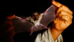 Macrotus waterhousii