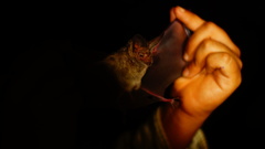 Macrotus waterhousii