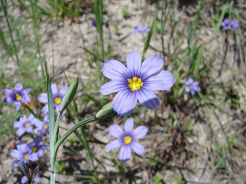 iNaturalist observation photo of western blue-eyed grass