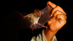 Macrotus waterhousii