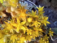 Sedum brissemoretii