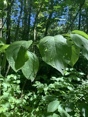 Cornus