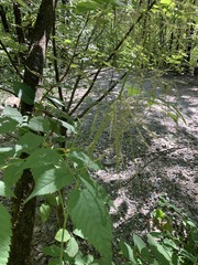 Aruncus dioicus