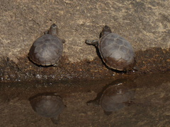 Kinosternon durangoense