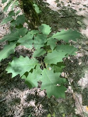 Quercus