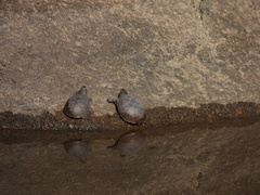 Kinosternon durangoense