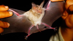 Macrotus waterhousii