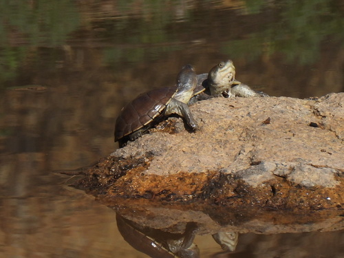 Durango Mud Turtle