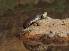 Kinosternon durangoense