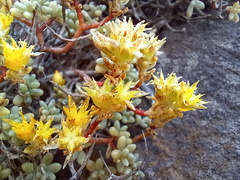 Sedum brissemoretii