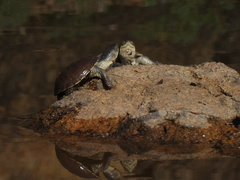 Kinosternon durangoense