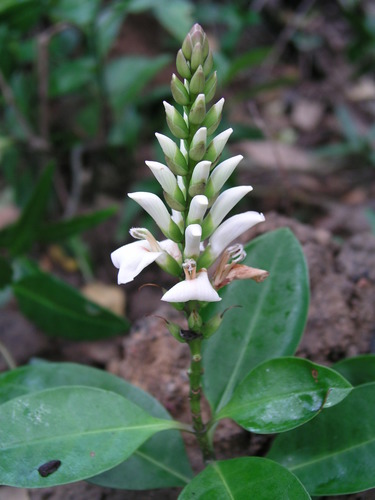 Jeruju (Acanthus volubilis)