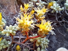 Sedum brissemoretii