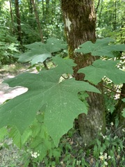 Acer macrophyllum