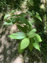 Cornus